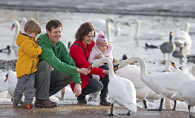 A visiting family feeds some of the resident swans.